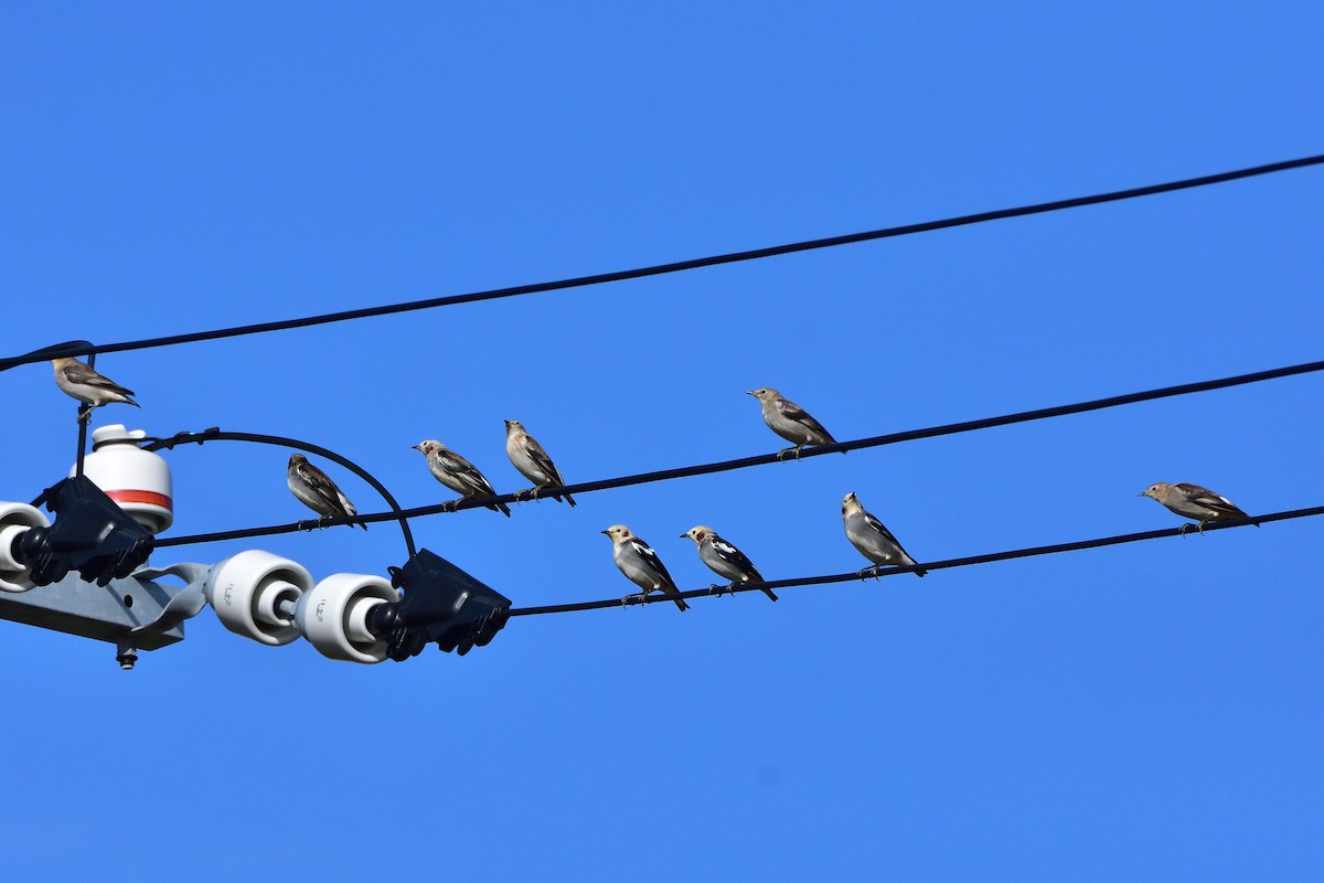 Chestnut-cheeked Starling - ML646710338