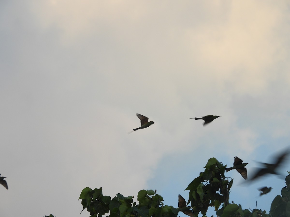 Abejaruco Esmeralda Oriental - ML646710339