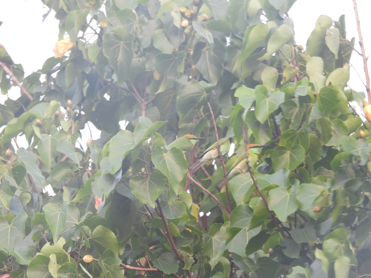 Abejaruco Esmeralda Oriental - ML646710340