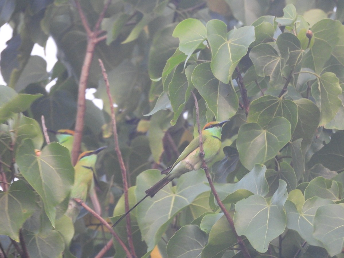 Abejaruco Esmeralda Oriental - ML646710341