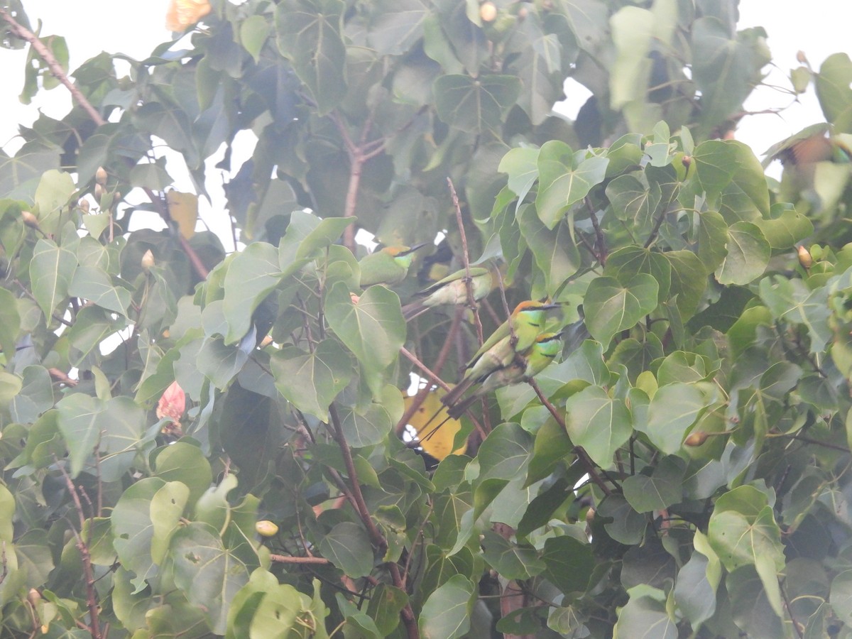 Abejaruco Esmeralda Oriental - ML646710342