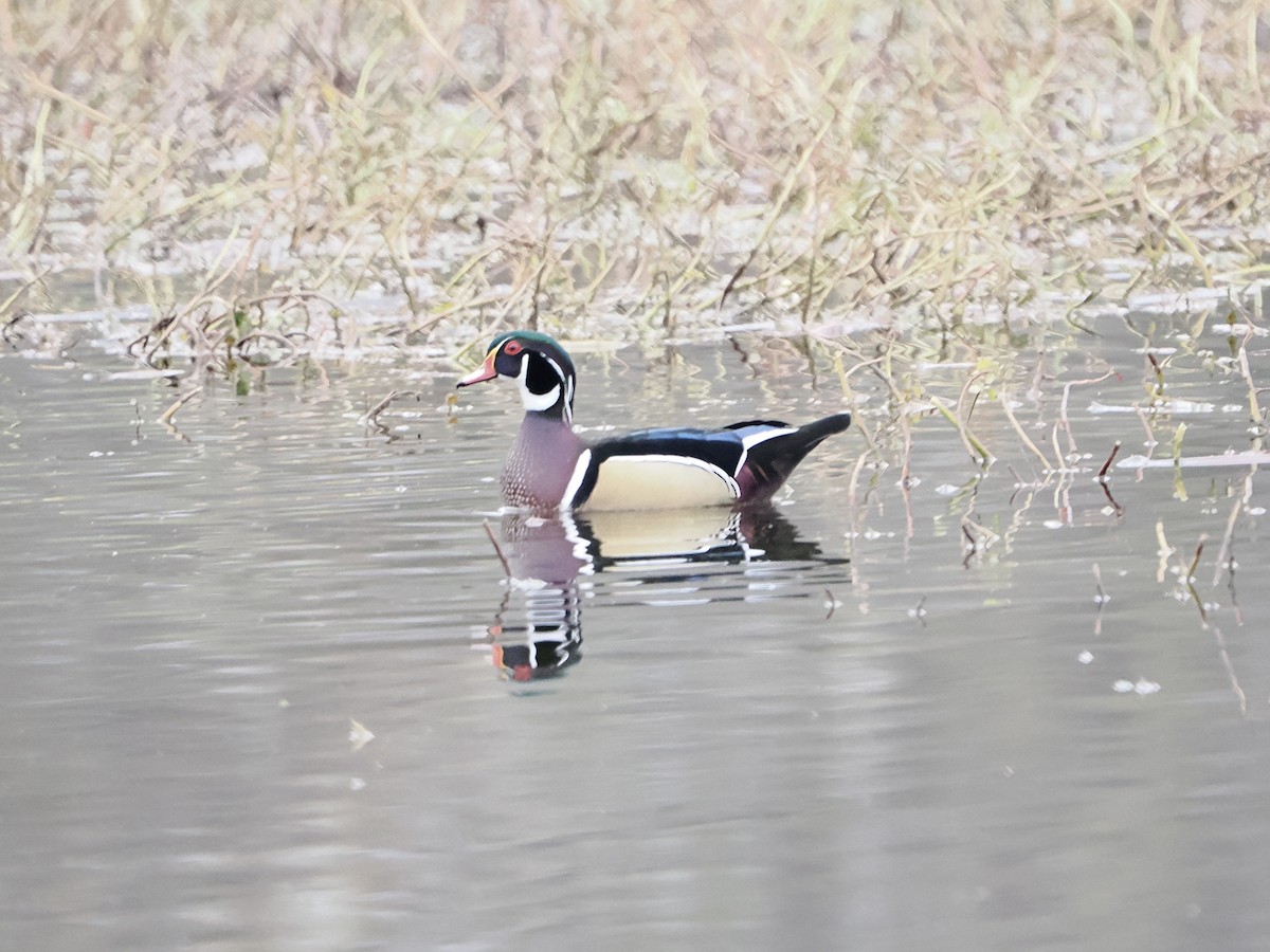 Canard branchu - ML646710344