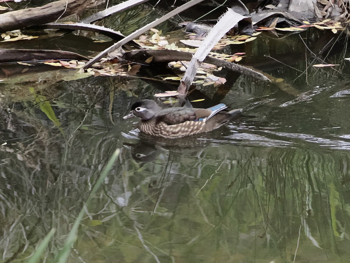 Canard branchu - ML646710345