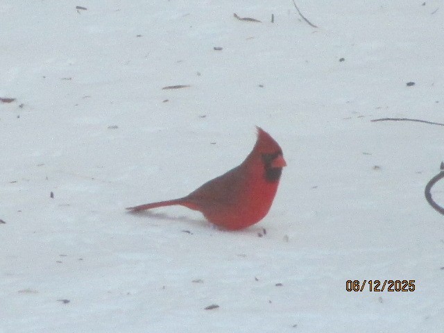 Northern Cardinal - ML646710346