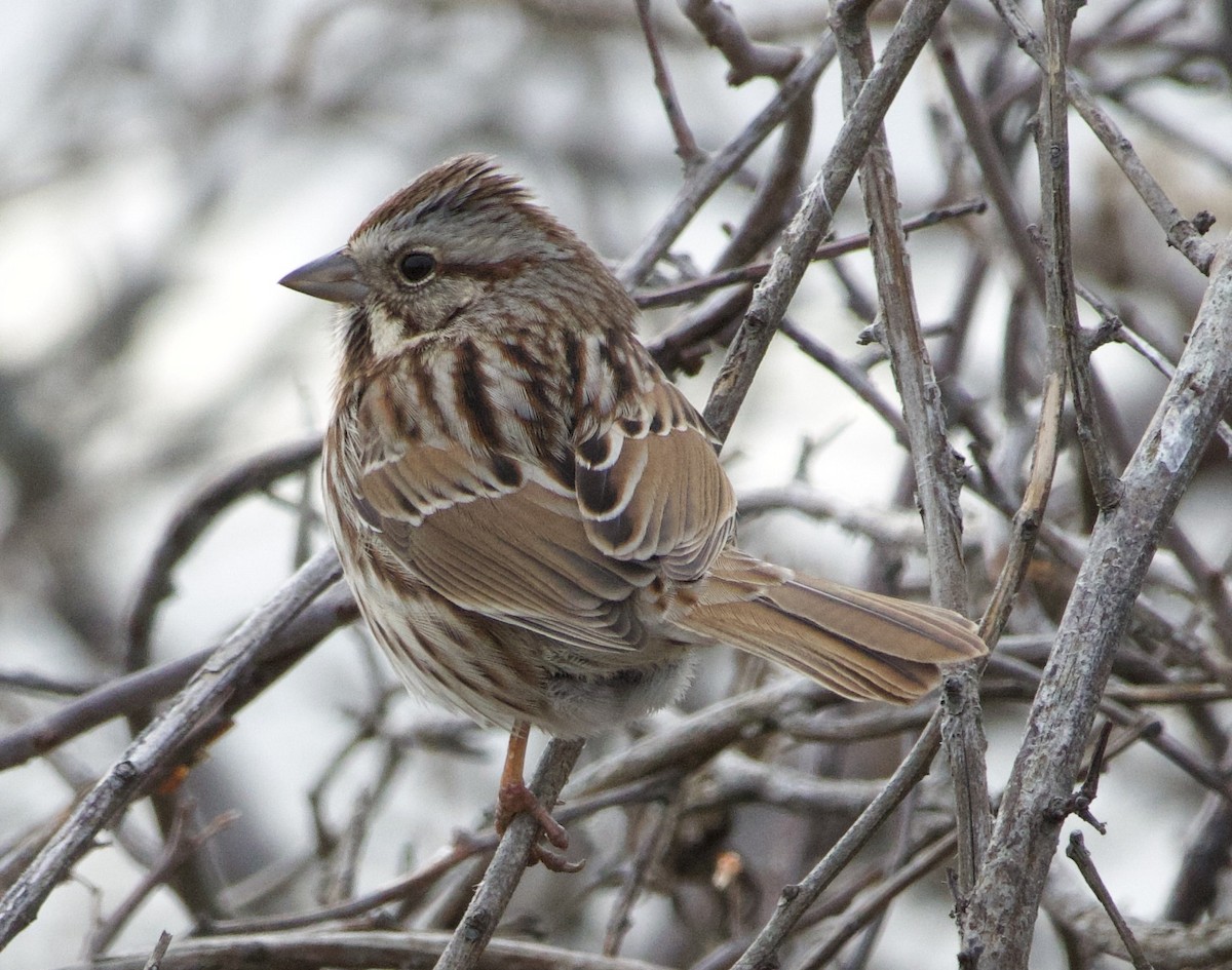 Song Sparrow - ML646710349