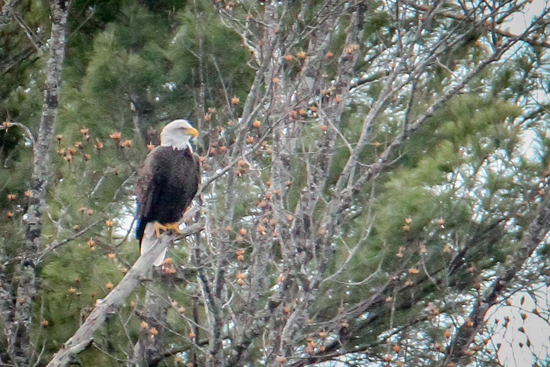 Pygargue à tête blanche - ML646710350