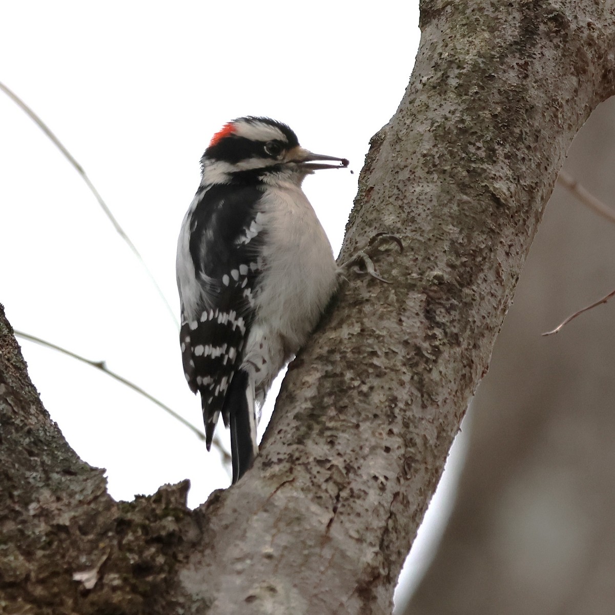 Downy Woodpecker - ML646710351