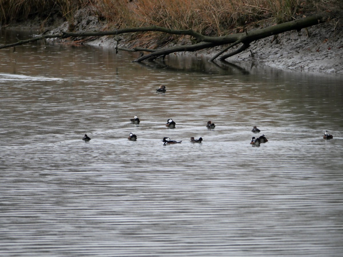 Hooded Merganser - ML646710352