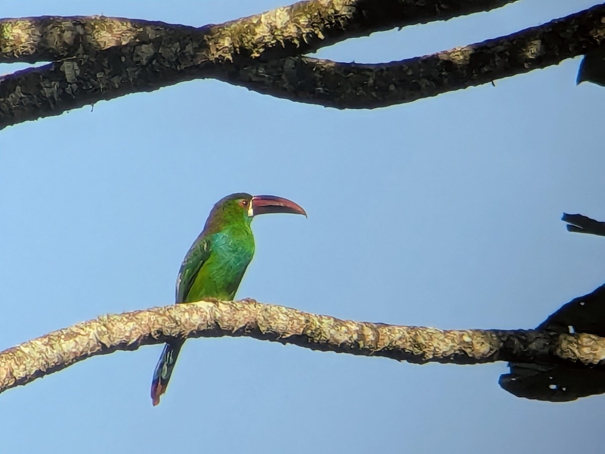 コシアカミドリチュウハシ - ML646710353