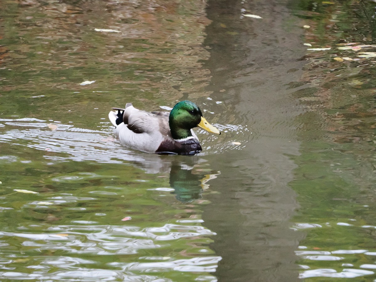 Mallard - ML646710358