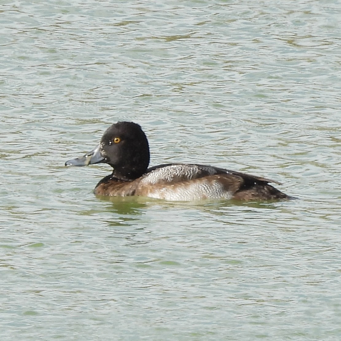 Morbaş Patka - ML646710365