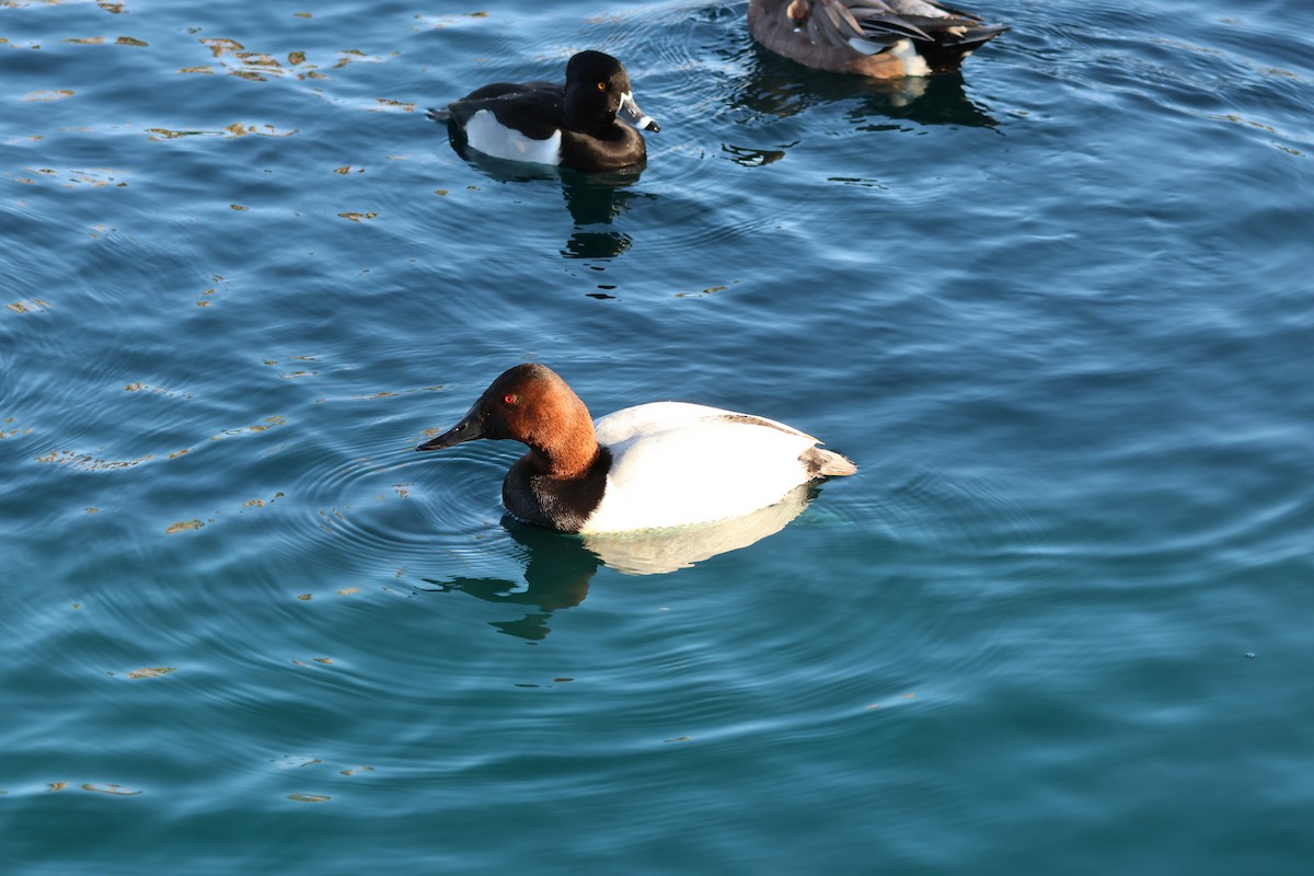 Парусиновый нырок - ML646710369