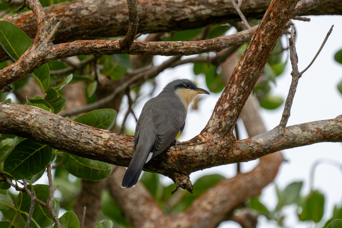Кукліло мангровий - ML646710370