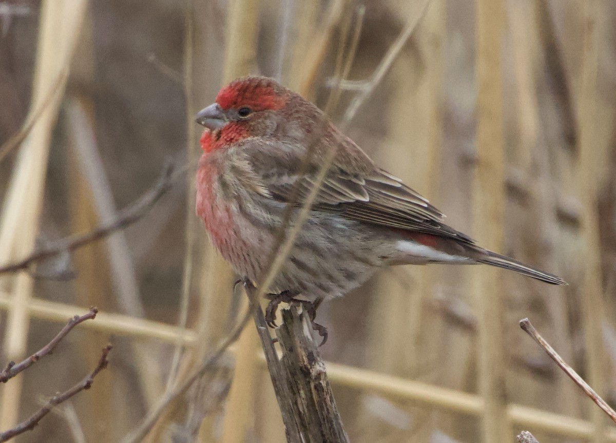House Finch - ML646710372