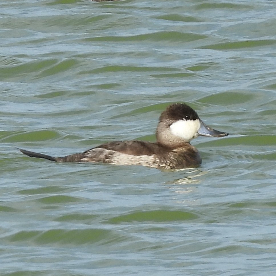 Amerika Dikkuyruğu - ML646710374