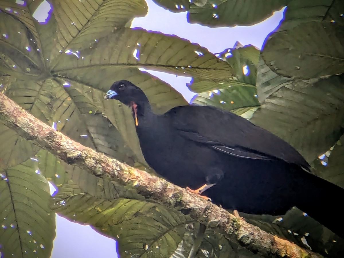 ニクダレシャクケイ - ML646710377