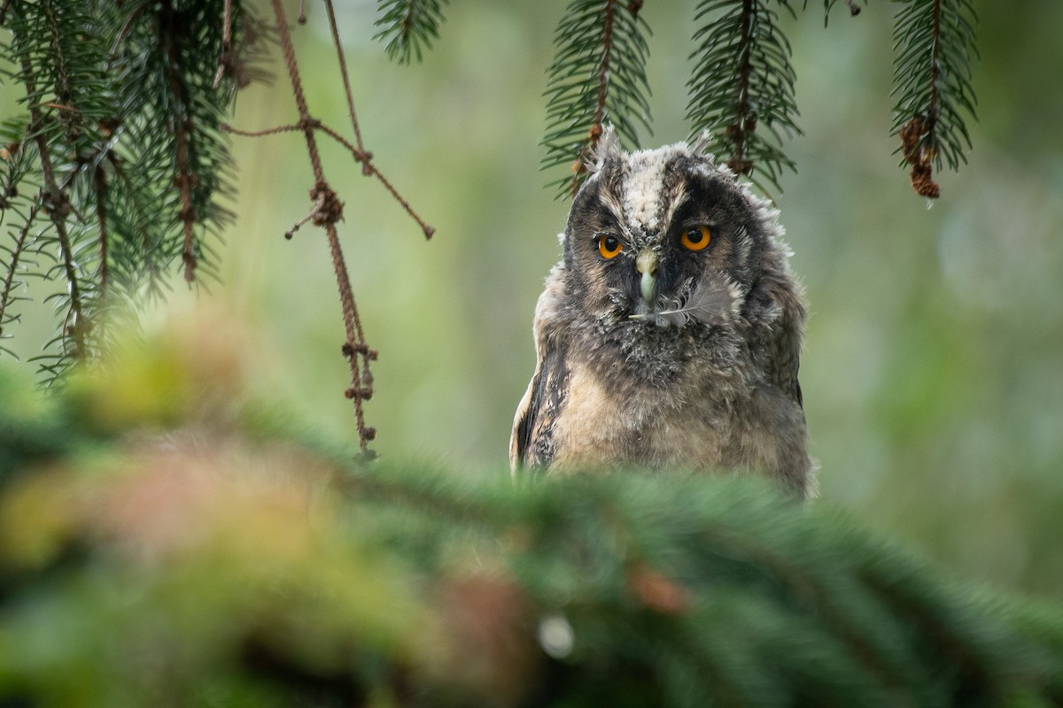 Соотон гуйванга - ML646710378