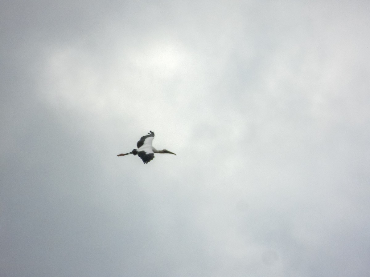 Tantale d'Amérique - ML646710379