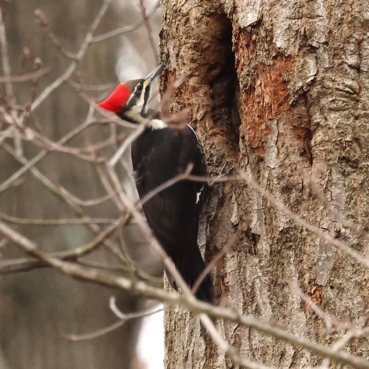 Pileated Woodpecker - ML646710386