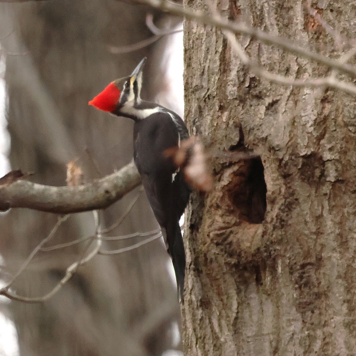 Pileated Woodpecker - ML646710387