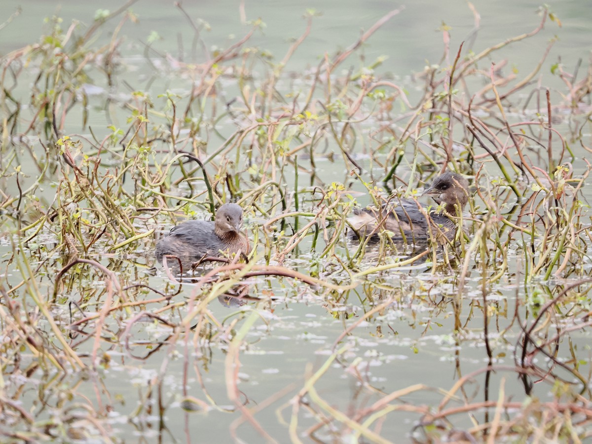 Pied-billed Grebe - ML646710392