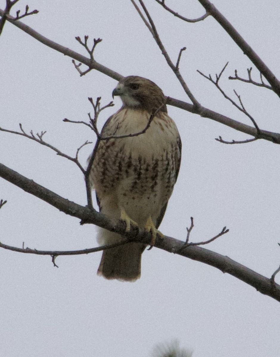 Red-tailed Hawk - ML646710393