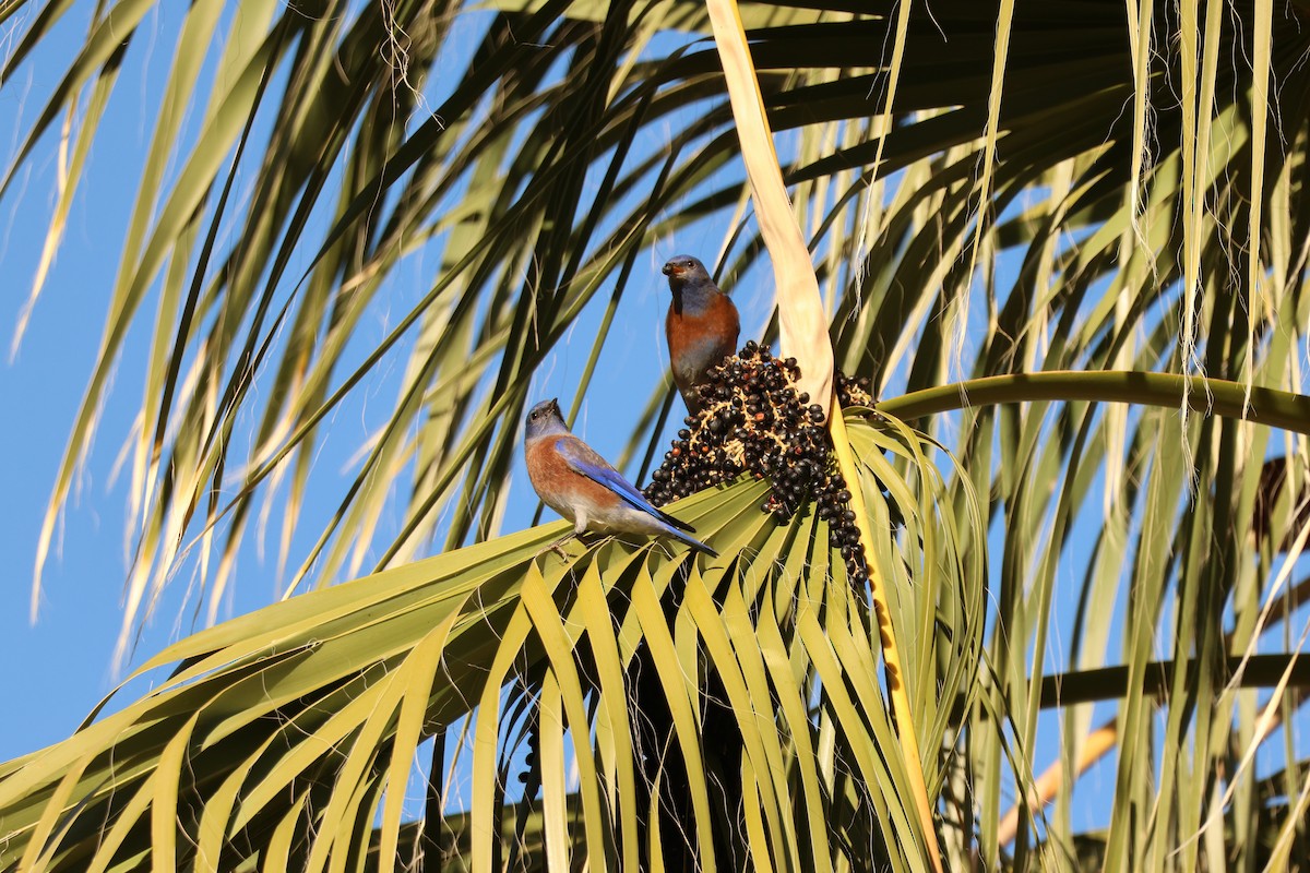 Западная сиалия - ML646710395