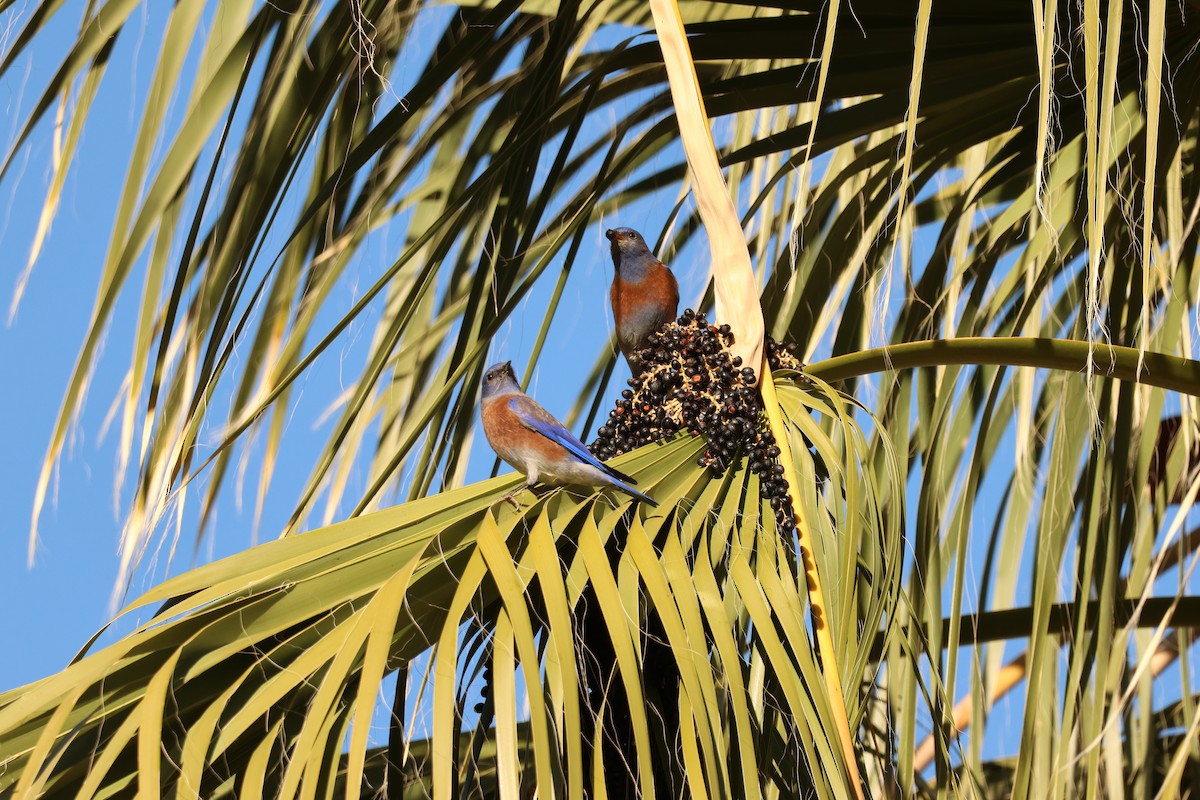 Западная сиалия - ML646710396