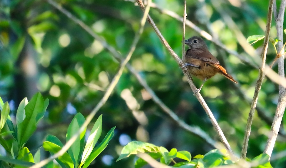 Ruby-crowned Tanager - ML646710397