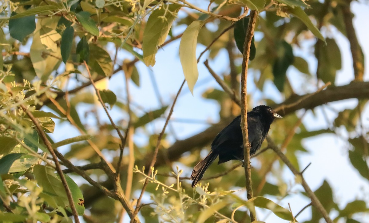 Ruby-crowned Tanager - ML646710398