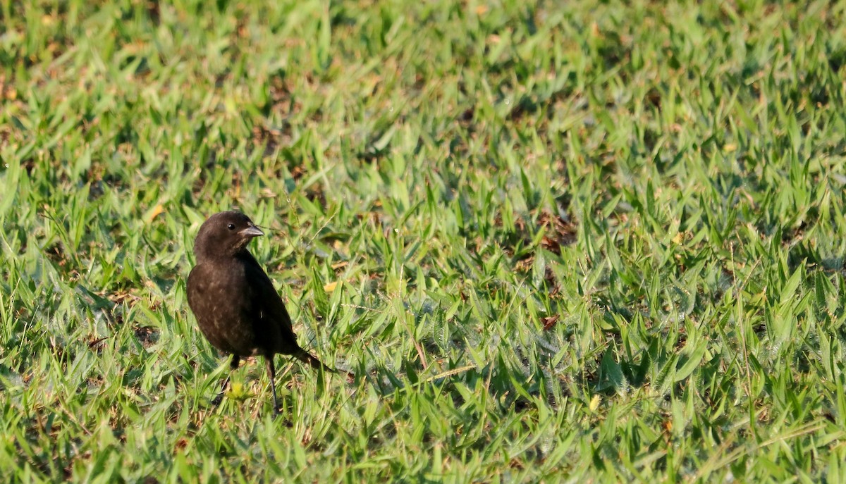 Ruby-crowned Tanager - ML646710399