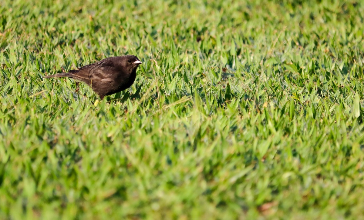 Ruby-crowned Tanager - ML646710400