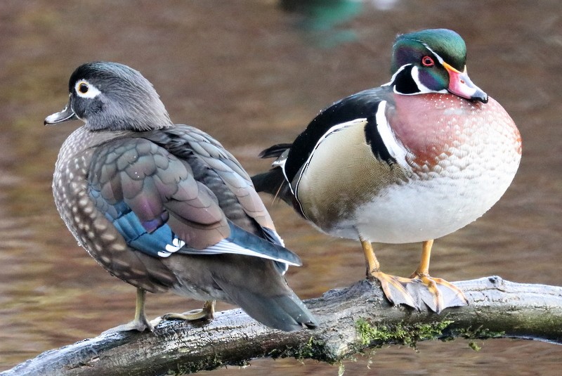 Canard branchu - ML646710407