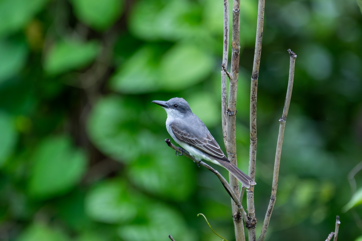 Тиран сірий - ML646710408