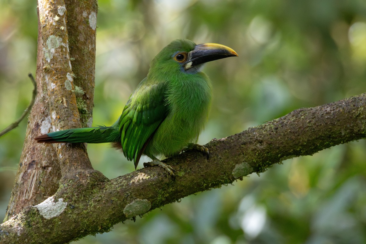 Southern Emerald-Toucanet - ML646710409