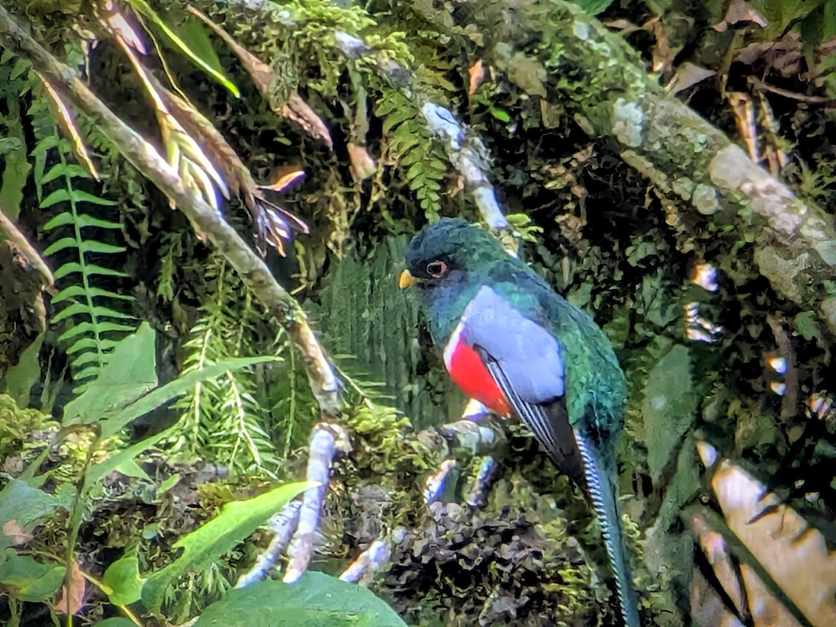 カオグロキヌバネドリ - ML646710410