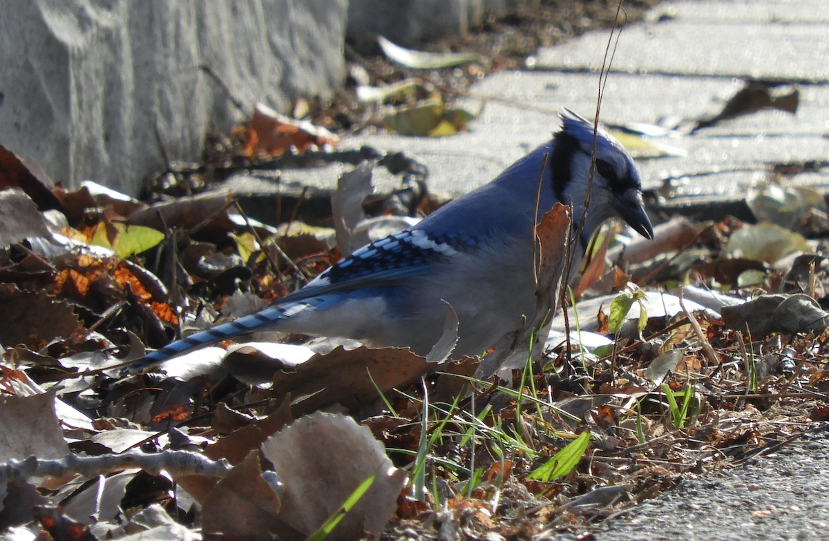 Голубая сойка - ML646710411