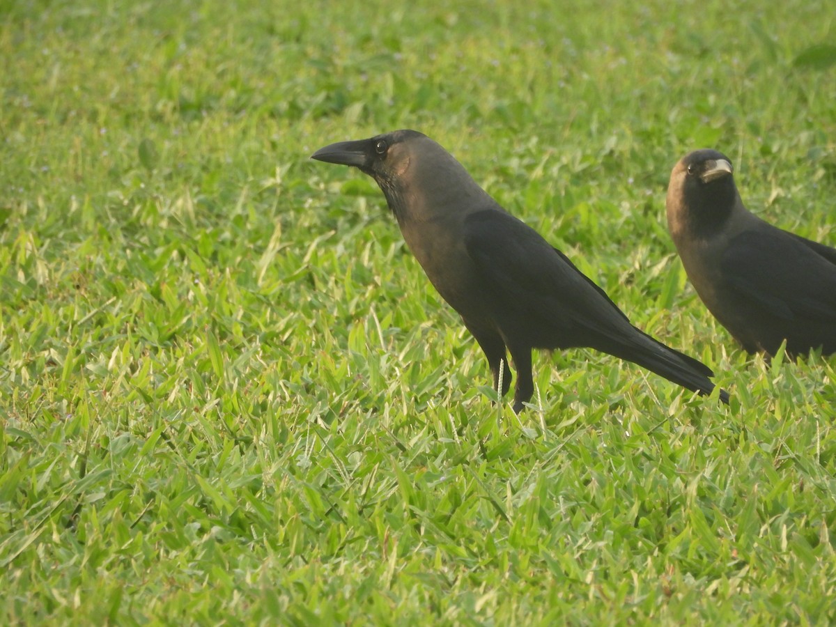 Cuervo Indio - ML646710414