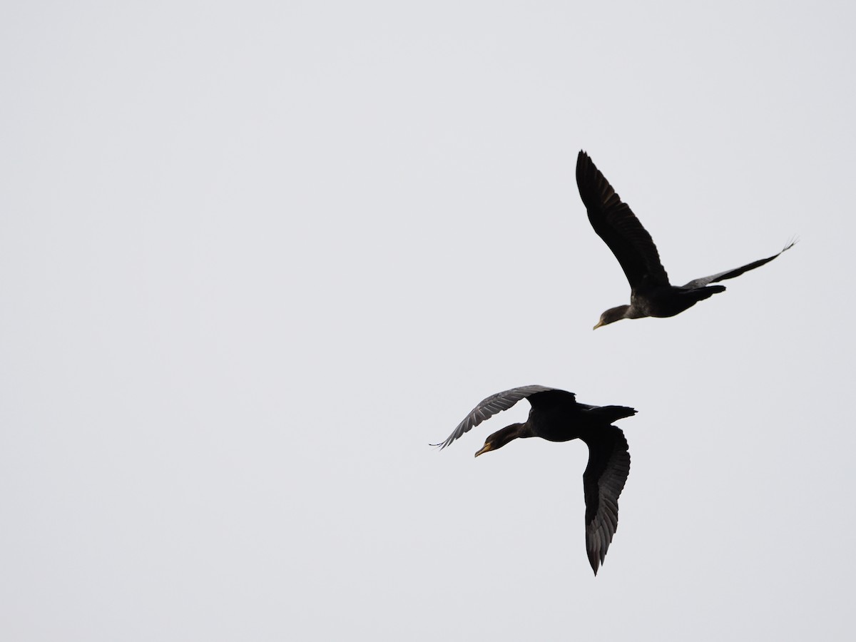 Double-crested Cormorant - ML646710416