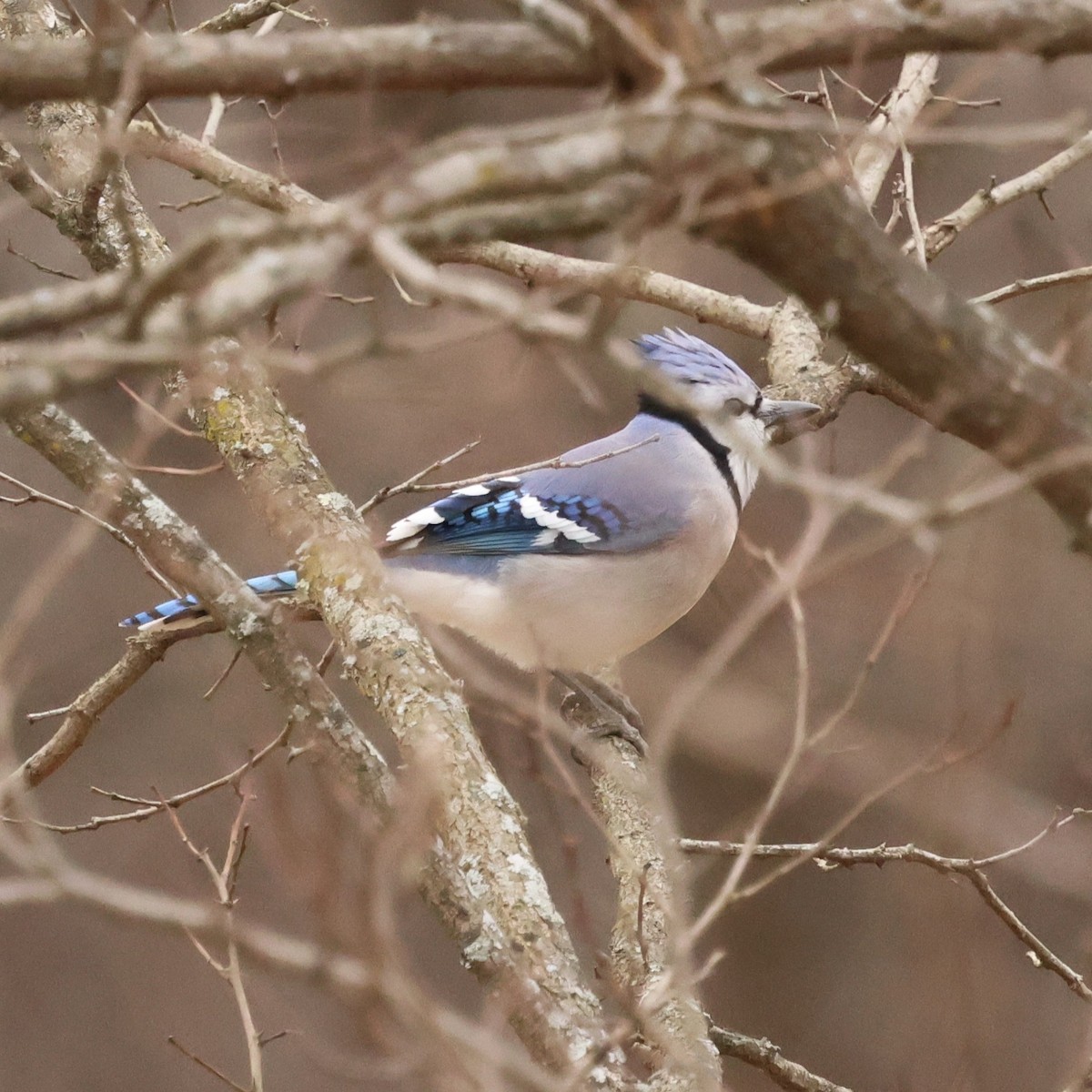 Blue Jay - ML646710417