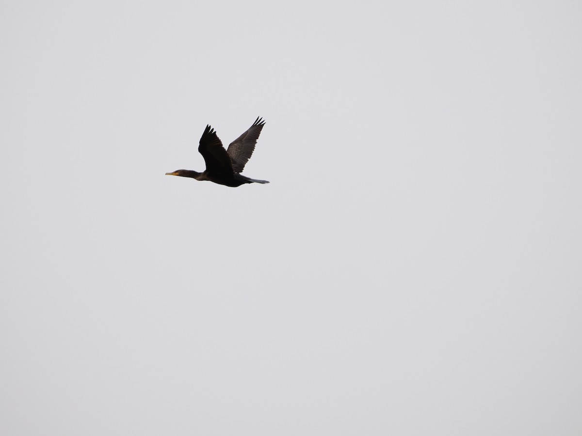 Double-crested Cormorant - ML646710418