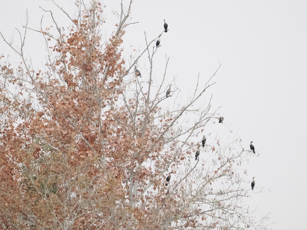 Double-crested Cormorant - ML646710420