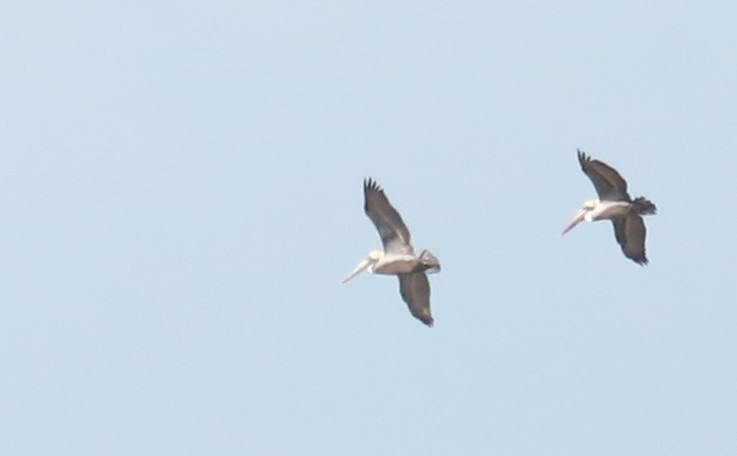 Brown Pelican - ML646710421