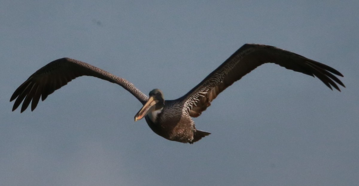 Brown Pelican - ML646710422