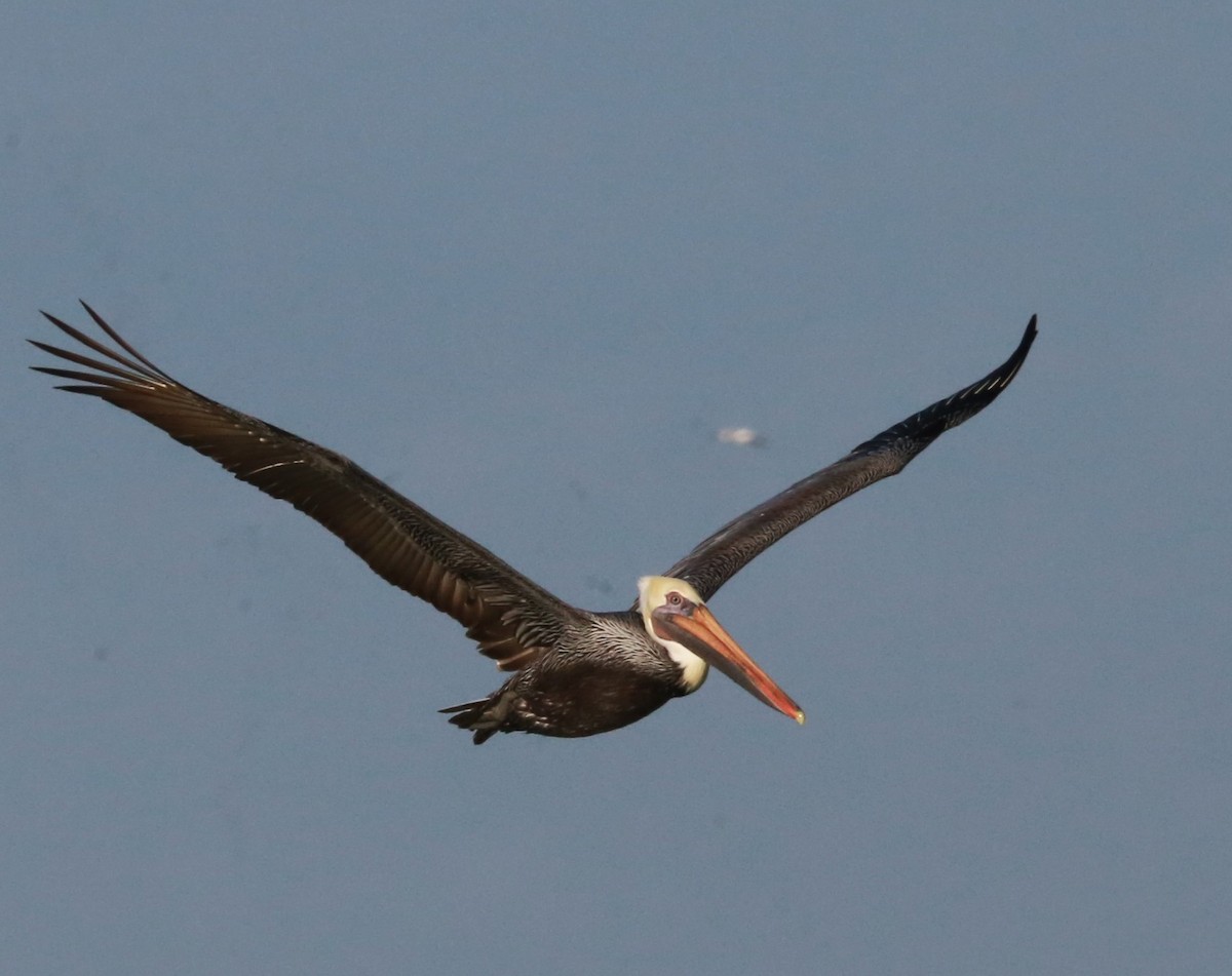 Brown Pelican - ML646710423