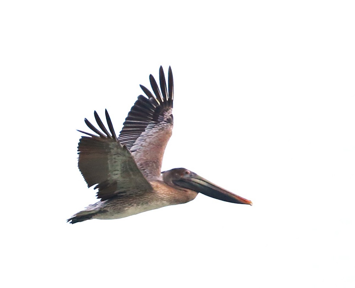 Brown Pelican - ML646710424