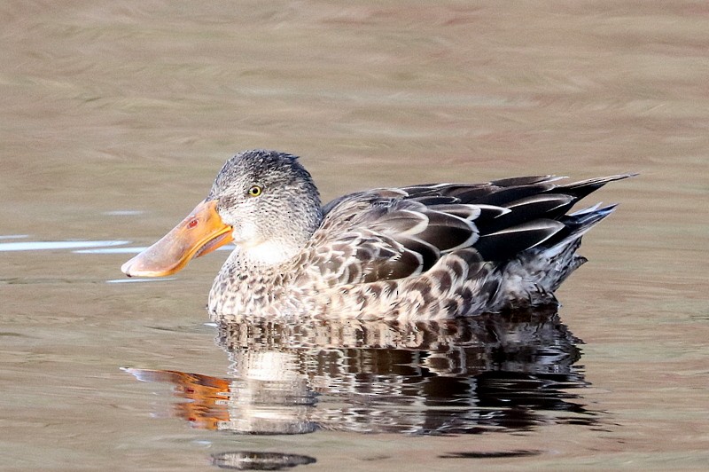 Northern Shoveler - ML646710425