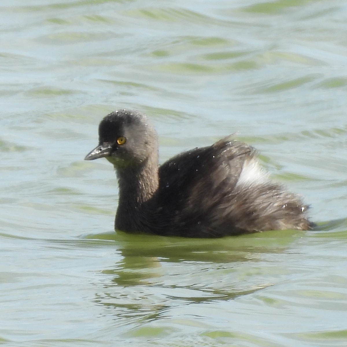 Amerika Küçük Batağanı - ML646710426