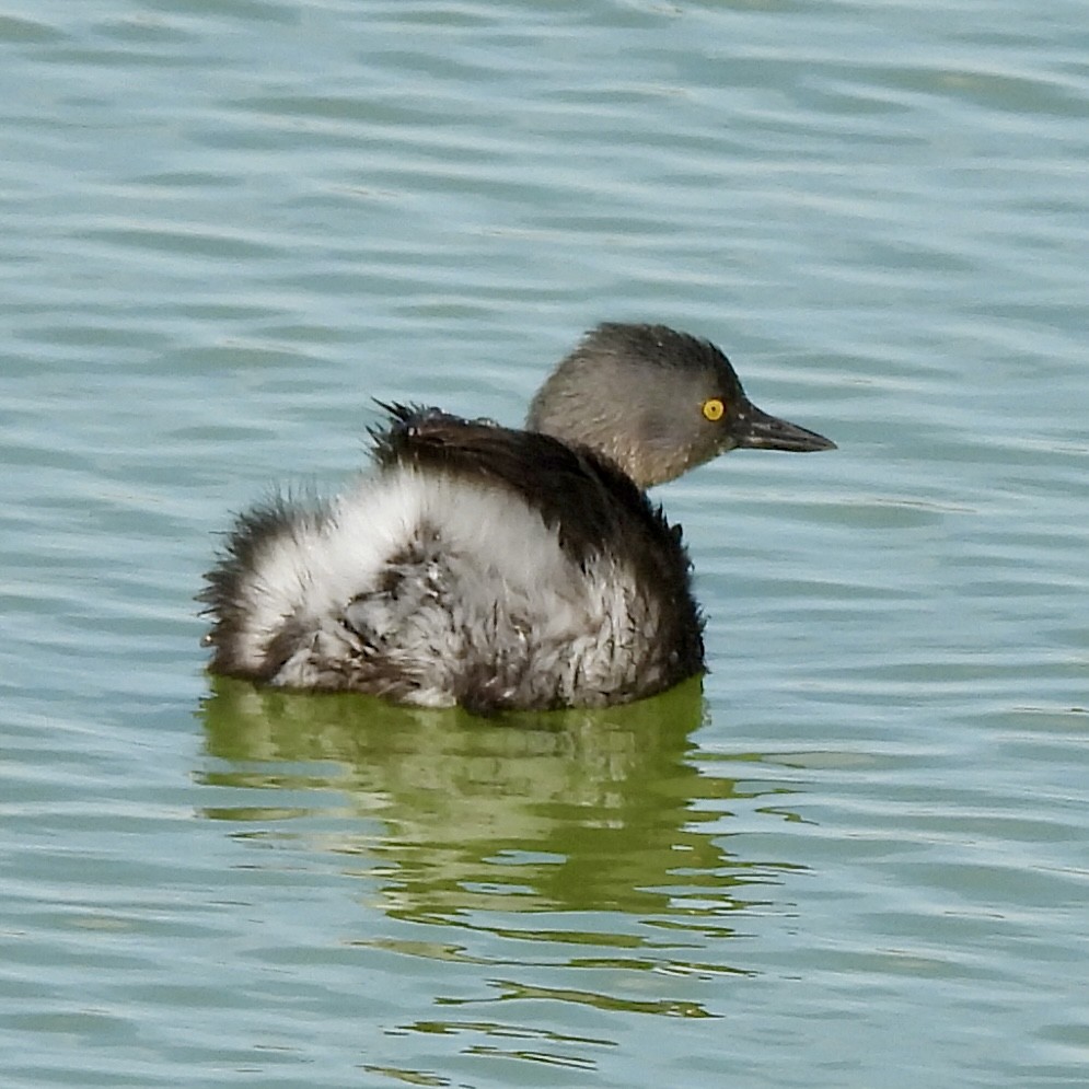 Amerika Küçük Batağanı - ML646710427