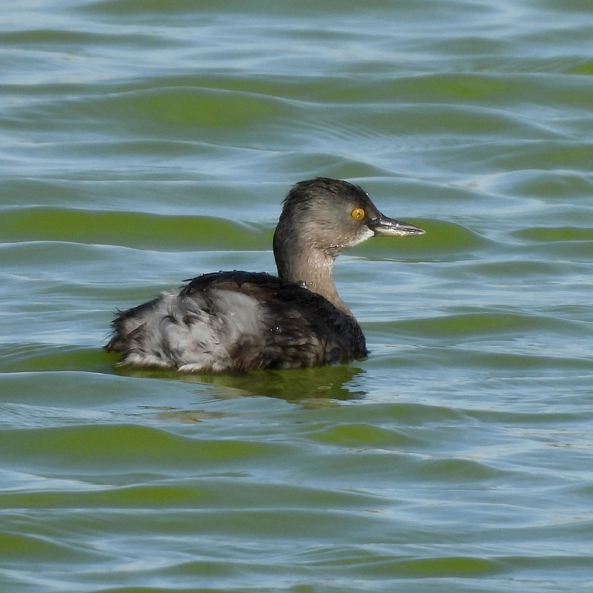 Amerika Küçük Batağanı - ML646710428